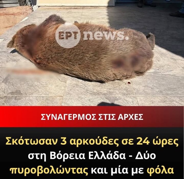 Επικήρυξη 3.000 ευρώ για τις τρεις θανατώσεις αρκούδων στη Δυτ. Μακεδονία – Συνεχίζεται η εμφάνιση άγριων ζώων εντός αστικού ιστού