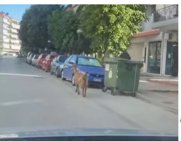 Πτολεμαΐδα: Κατσίκα έκανε βόλτα σε δρόμο μέσα στην πόλη (Βίντεο)