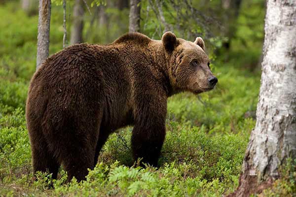 Λευκοπηγή: Νέα επίθεση αρκούδας σε οικόσιτα ζώα