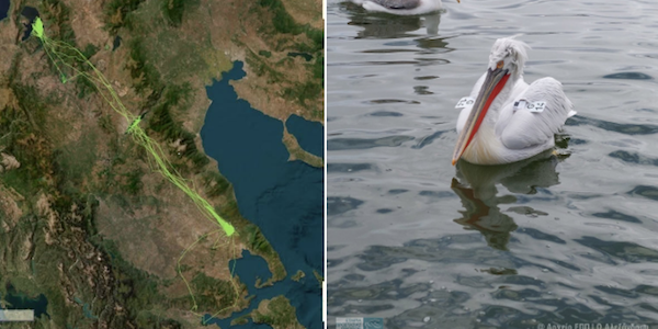 Εταιρία Προστασίας Πρεσπών: Οι διαδρομές του αργυροπελεκάνου «Βασίλη»