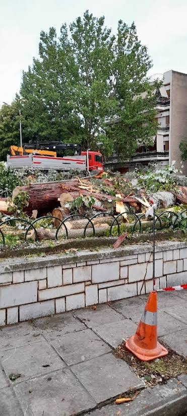 Οι Κοζανίτες και τα δέντρα – Γράφει ο Νίκος Σταμκόπουλος