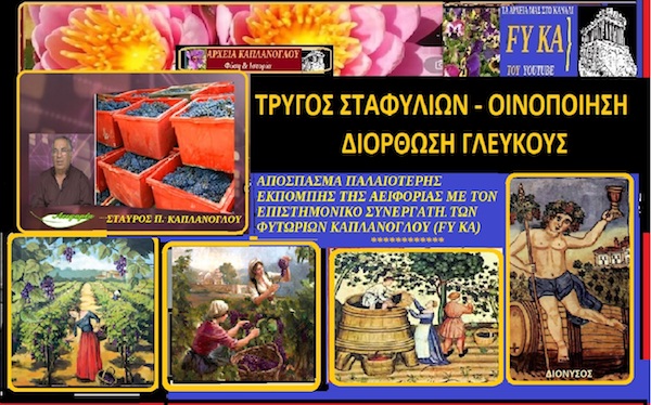 Τρύγος   οινοποιήσιμων σταφυλιών και διόρθωση του γλεύκους  – του Σταύρου Π. Καπλάνογλου Γεωπόνου