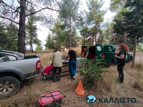 Επιτυχής έκβαση της επιχείρησης σύλληψης του εξοικειωμένου λύκου στην Πολίχνη Θεσσαλονίκης – Θα μεταφερθεί στο Κέντρο Προστασίας Λύκου & Λύγκα στις Αγραπιδιές Φλώρινας