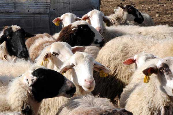 Λήψη μέτρων στην ΠΕ Καστοριάς κατόπιν επιβεβαίωσης εστίας ευλογιάς των αιγοπροβάτων
