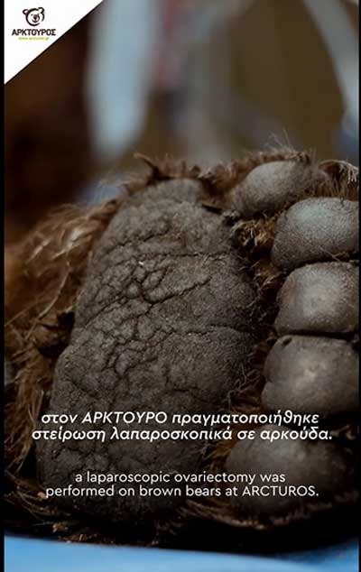 Αρκτούρος: Πραγματοποιήθηκε στείρωση λαπαροσκοπικά σε αρκούδες