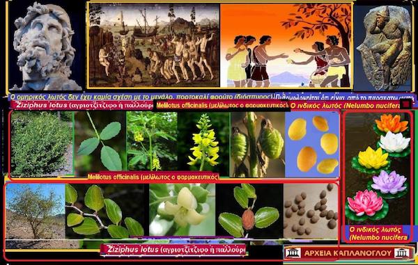 Λωτός – Diospyros kaki Η καλλιέργεια του λωτού και σχέση του με τον Όμηρο – του Σταύρου Π. Καπλάνογλου Γεωπόνου – Ιστορικού ερευνητή