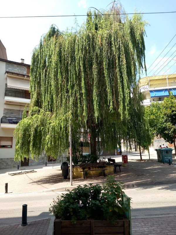 Η Ιτιά στη Γιτιά της Κοζάνης – Γράφει ο Μίμης Μαρμαράς