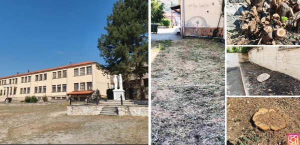 Καταγγελία για κοπή 5 δέντρων στο Γυμνάσιο Εράτυρας