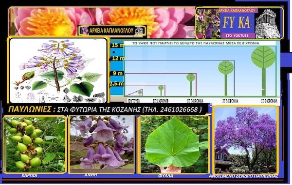 Παυλώνια ένα δένδρο πολύ γρήγορης ανάπτυξης – ΣΤ. & Μαρ. Καπλάνογλου (Βίντεο – αρχείου)