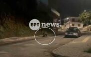 Αρκούδα κάνει βόλτες στο κέντρο του Άργους Ορεστικού