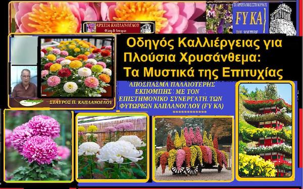 Οδηγός καλλιέργειας για πλούσια χρυσάνθεμα:Τα μυστικά της επιτυχίας (video αρχείου) – του Σταύρου Π. Καπλάνογλου