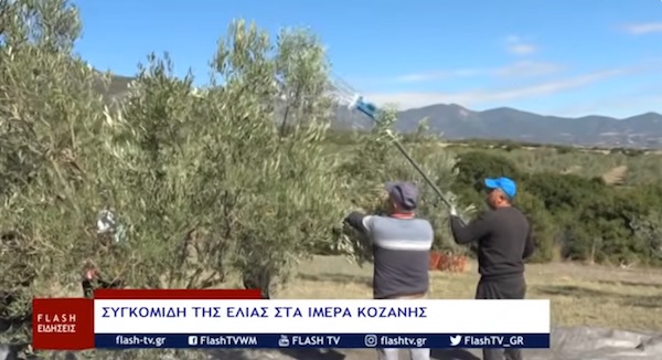 Σταμάτησαν οι εξαγωγές του ελαιόλαδου στα Ίμερα -Πτώση τιμών και χαμηλή ζήτηση