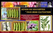 Η καλλιέργεια των κουκιών & η χημικλη σύνδεσή τους – του Σταύρου Π. Καπλάνογλου Γεωπόνου