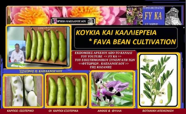 Η καλλιέργεια των κουκιών & η χημικλη σύνδεσή τους – του Σταύρου Π. Καπλάνογλου Γεωπόνου