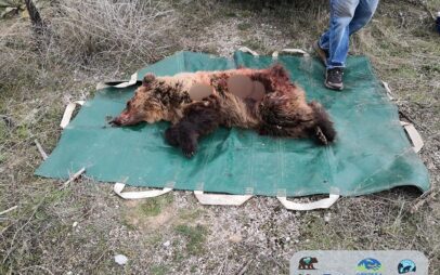 Νεκρή από πυροβολισμό νεαρή αρκούδα στις Πρέσπες