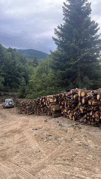 Τρίτη χρονιά δωρεάν ξύλα στην Ελάτη